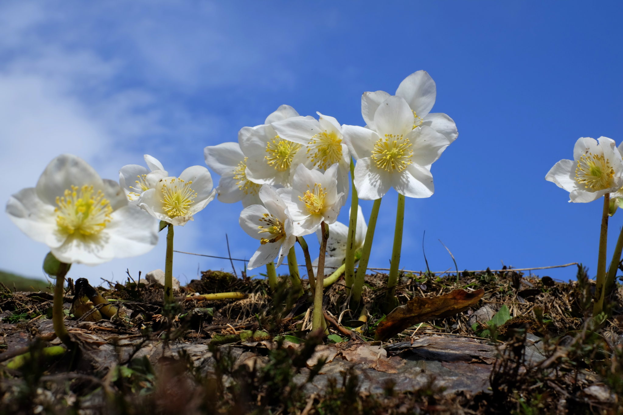 Blooming hellebores in the mountains, Slovenia, the Karawanks